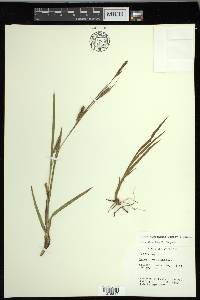 Carex microdonta image