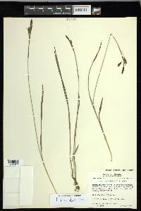 Carex macrochaeta image