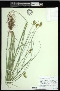 Carex merritt-fernaldii image