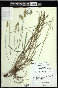 Carex merritt-fernaldii image