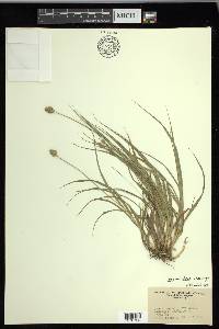 Carex mesochorea image