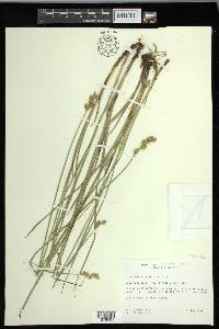 Carex merritt-fernaldii image