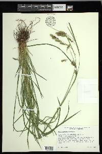 Carex mertensii image