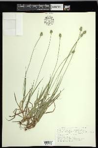 Carex mesochorea image