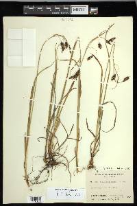 Carex macrochaeta image