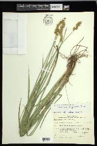 Carex merritt-fernaldii image