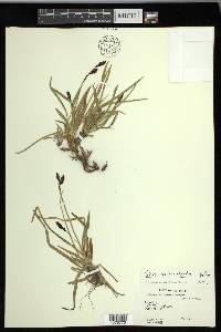 Carex microchaeta image