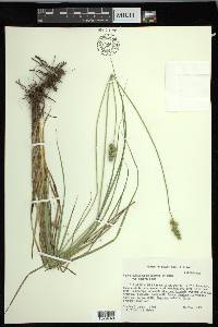 Carex muehlenbergii var. enervis image