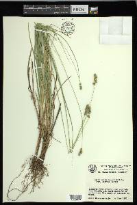 Carex muehlenbergii var. enervis image