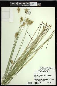 Carex missouriensis image