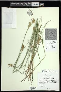 Carex missouriensis image