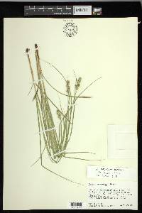 Carex muehlenbergii var. enervis image