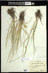 Carex missouriensis image