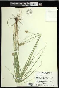 Carex molesta image