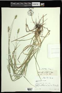 Carex muehlenbergii var. enervis image