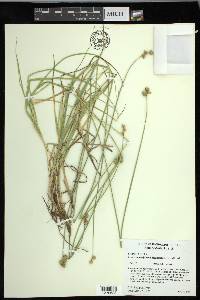 Carex molestiformis image