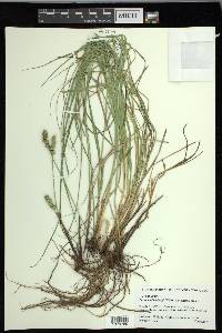 Carex muehlenbergii var. enervis image