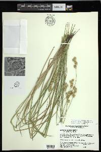 Carex missouriensis image