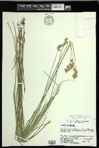 Carex missouriensis image