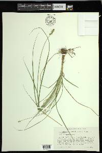 Carex muehlenbergii var. enervis image