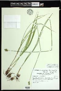 Carex molestiformis image