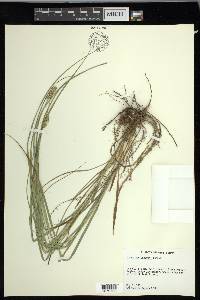 Carex muehlenbergii var. enervis image