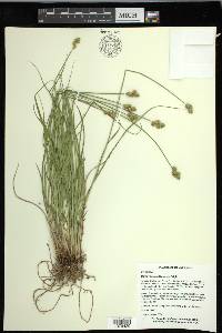 Carex molesta image