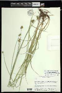 Carex molestiformis image