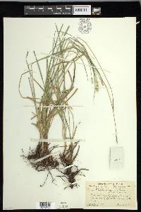 Carex muehlenbergii var. enervis image