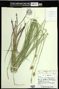 Carex missouriensis image