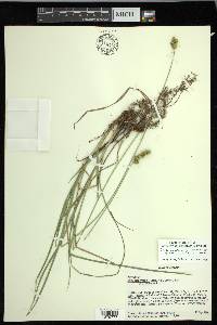 Carex muehlenbergii var. enervis image