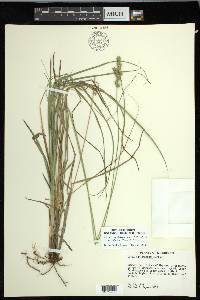 Carex muehlenbergii var. enervis image