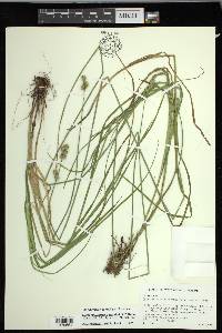 Carex molestiformis image