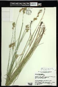 Carex missouriensis image