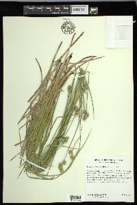 Carex molestiformis image