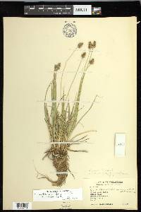 Carex muehlenbergii var. enervis image