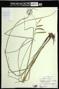 Carex mitchelliana image