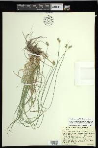 Carex molestiformis image