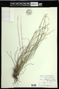 Carex multicaulis image