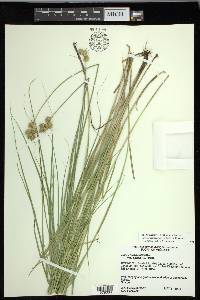 Carex missouriensis image