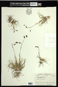 Carex misandra image