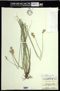 Carex missouriensis image