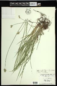 Carex molestiformis image