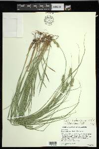 Carex muehlenbergii var. enervis image