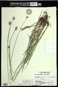 Carex molestiformis image