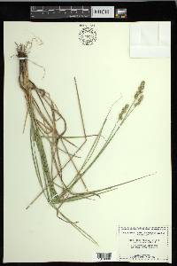 Carex muehlenbergii var. enervis image