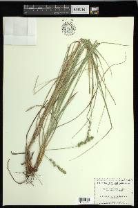 Carex muehlenbergii var. enervis image