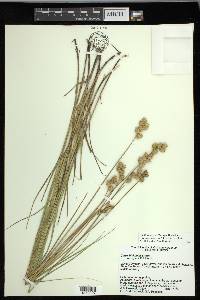 Carex missouriensis image