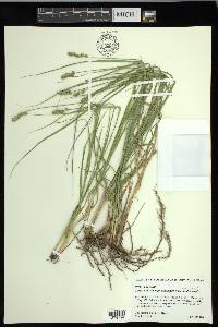 Carex muehlenbergii var. enervis image