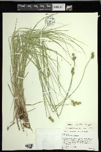 Carex molesta image